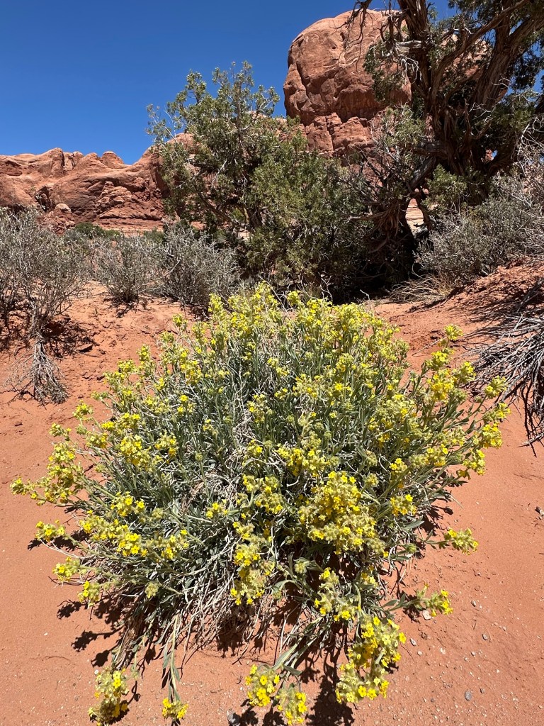 Flowers at Arches National Park in Moab, Utah. Picture by Happy Vegan Campers.