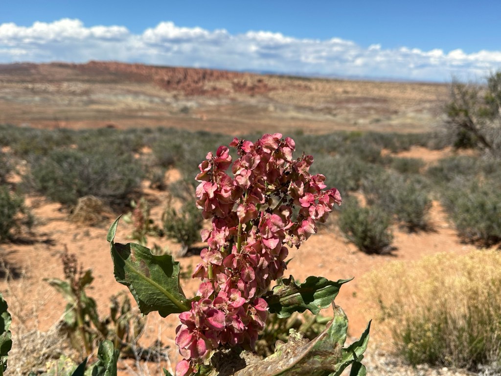 Flowers at Arches National Park in Moab, Utah. Picture by Happy Vegan Campers.
