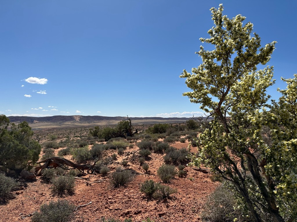 Flowers at Arches National Park in Moab, Utah. Picture by Happy Vegan Campers.