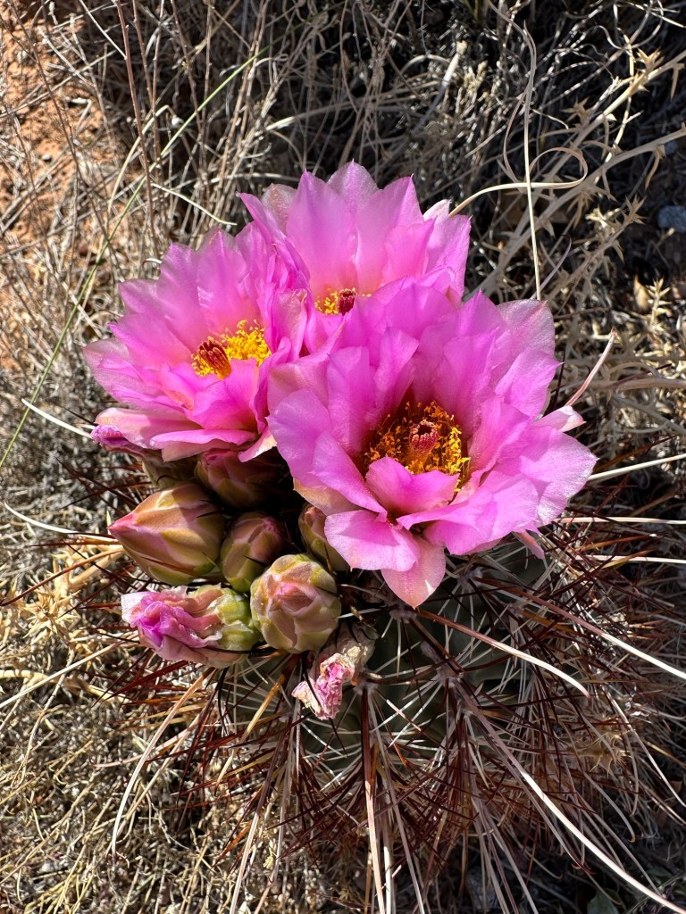 Flowers at Arches National Park in Moab, Utah. Picture by Happy Vegan Campers.