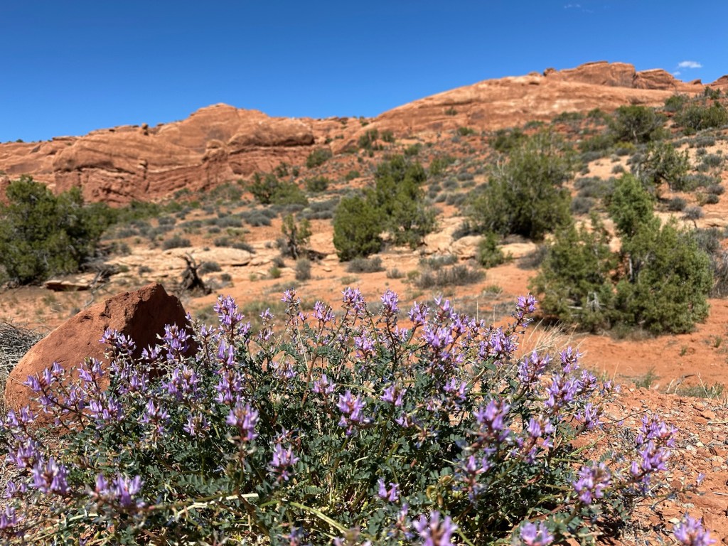 Flowers at Arches National Park in Moab, Utah. Picture by Happy Vegan Campers.