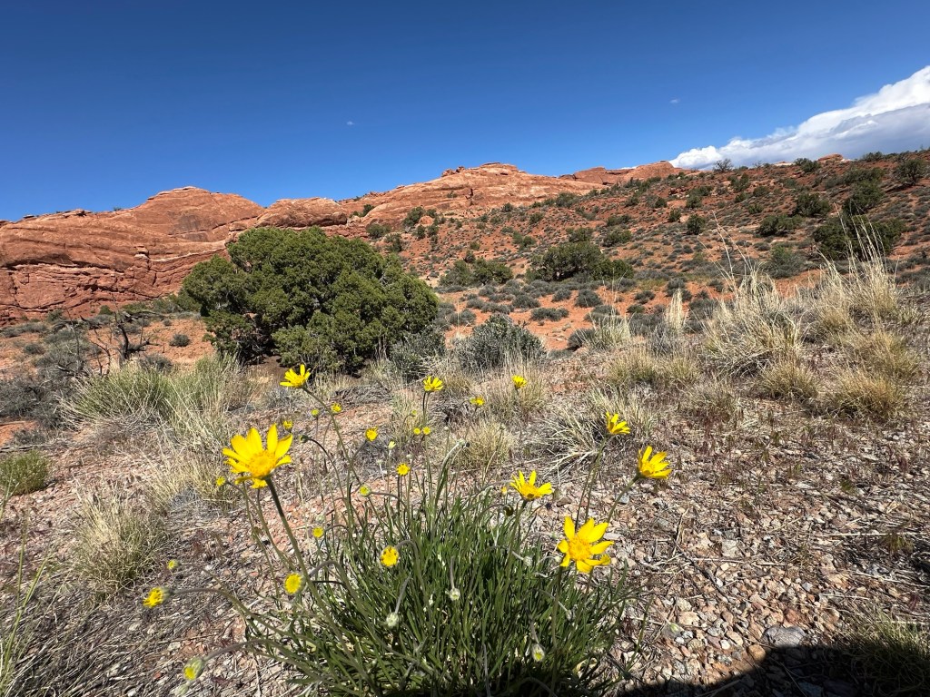 Flowers at Arches National Park in Moab, Utah. Picture by Happy Vegan Campers.