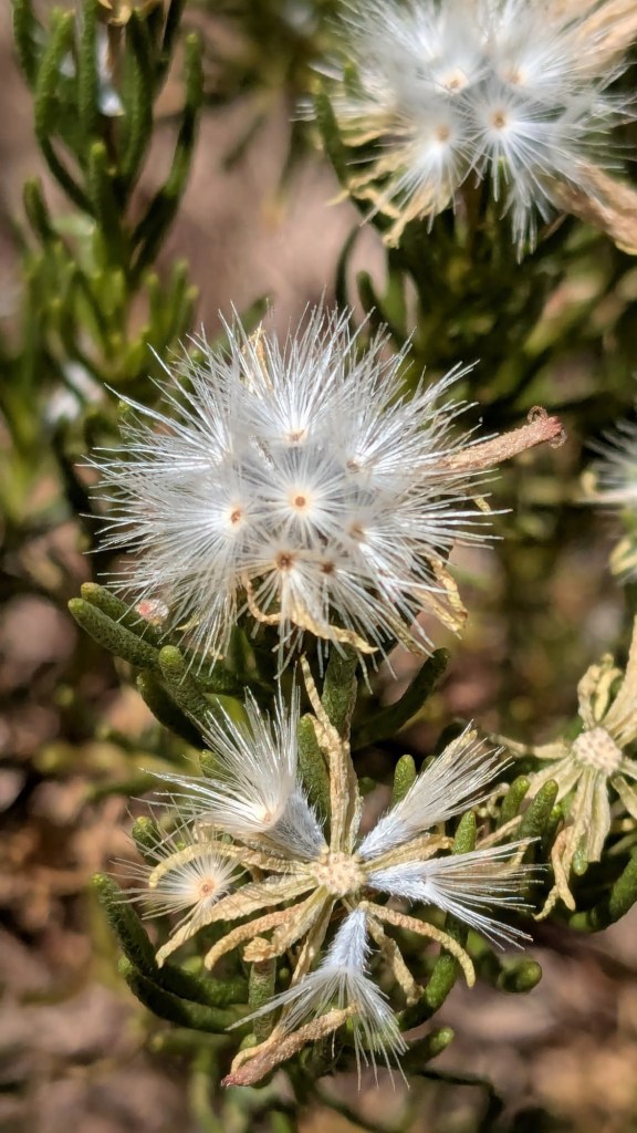 Flowers on Historic Railroad Trail at Lake Mead National Recreation Area in Boulder City, Nevada. Picture by Happy Vegan Campers.