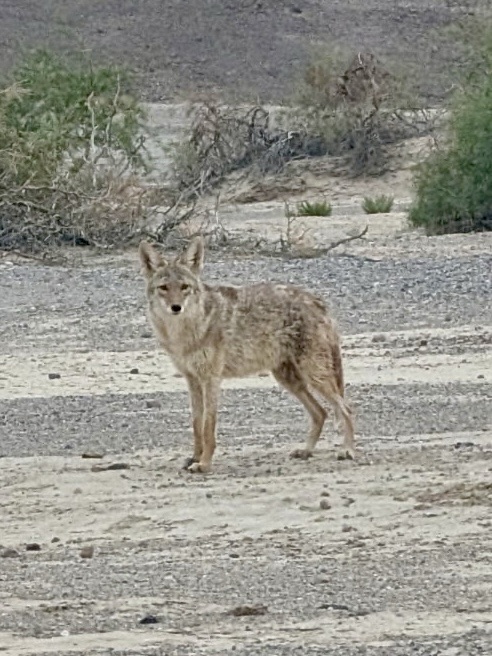 Coyote at Furnace Creek Campground in Death Valley National Park in Furnace Creek, California. Picture by Happy Vegan Campers.