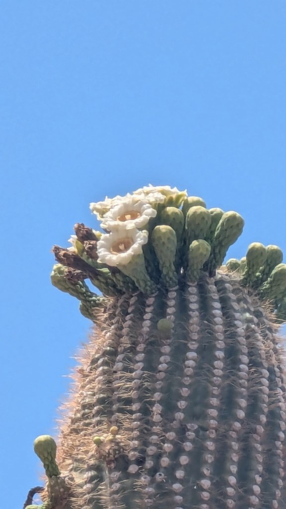Cactus flowers on Historic Railroad Trail at Lake Mead National Recreation Area in Boulder City, Nevada. Picture by Happy Vegan Campers.