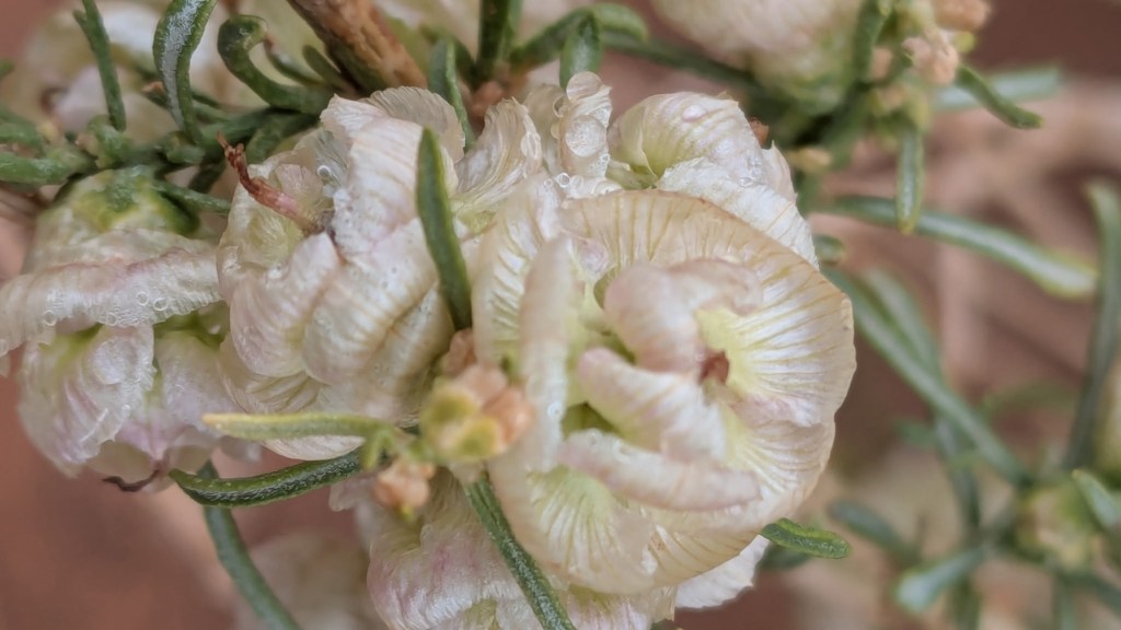 Ambrosia salsola, cheesebush, or desert pearl in Utah. Picture by Happy Vegan Campers.