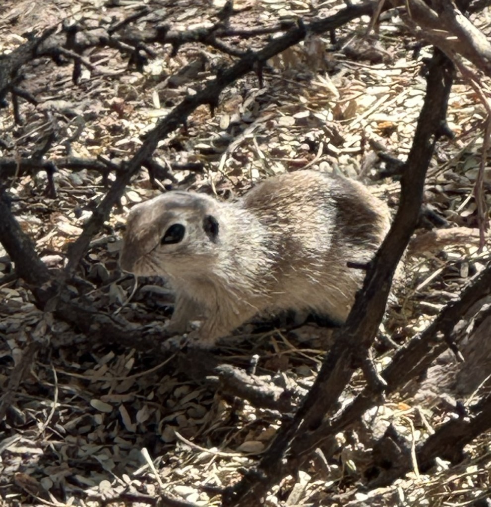 Desert Botanical Garden in Phoenix, Arizona. Picture by Happy Vegan Campers.
