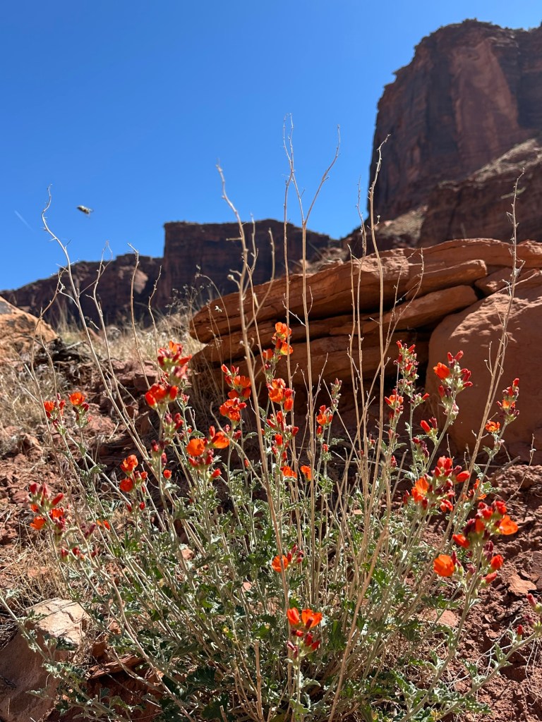Colorado Riverway Recreation Area in Moab, Utah. Picture by Happy Vegan Campers.