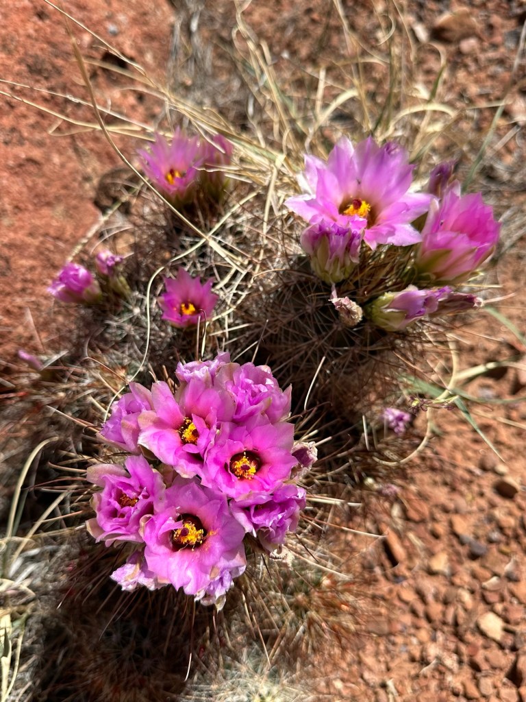 Cactus flowers at Colorado Riverway Recreation Area in Moab, Utah. Picture by Happy Vegan Campers.