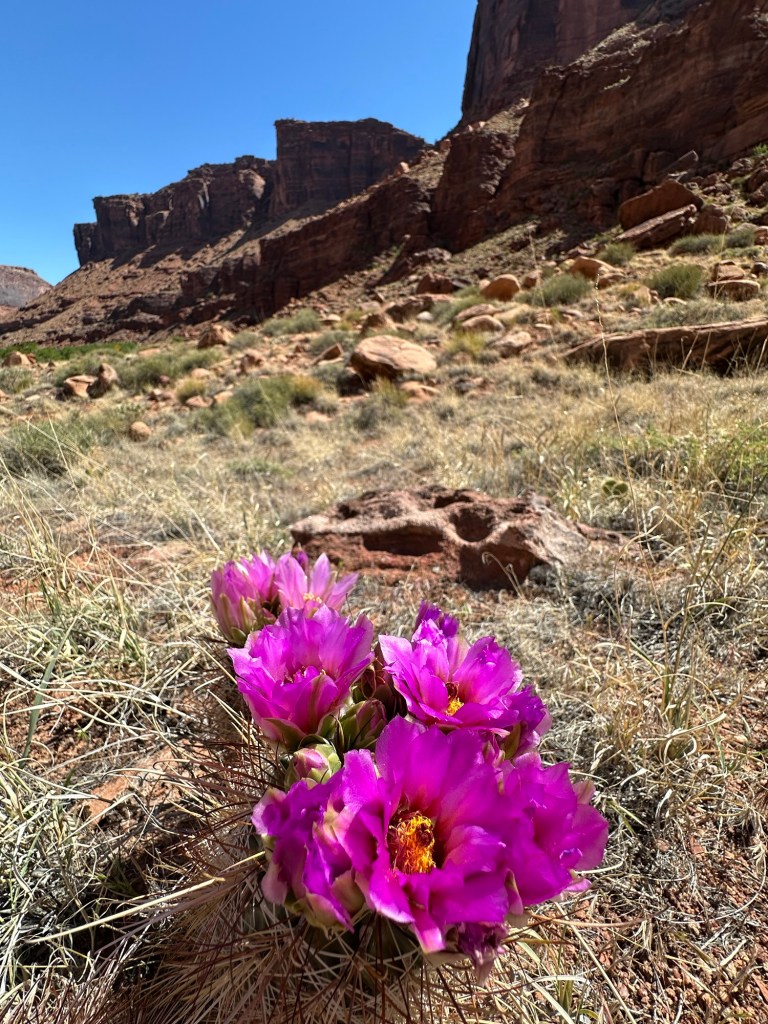 Cactus flowers at Colorado Riverway Recreation Area in Moab, Utah. Picture by Happy Vegan Campers.