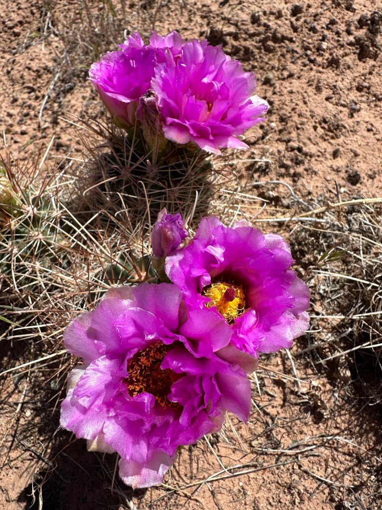Cactus flowers in Moab, Utah. Picture by Happy Vegan Campers.