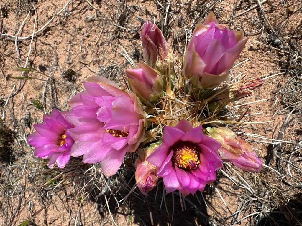 Cactus flowers in Moab, Utah. Picture by Happy Vegan Campers.