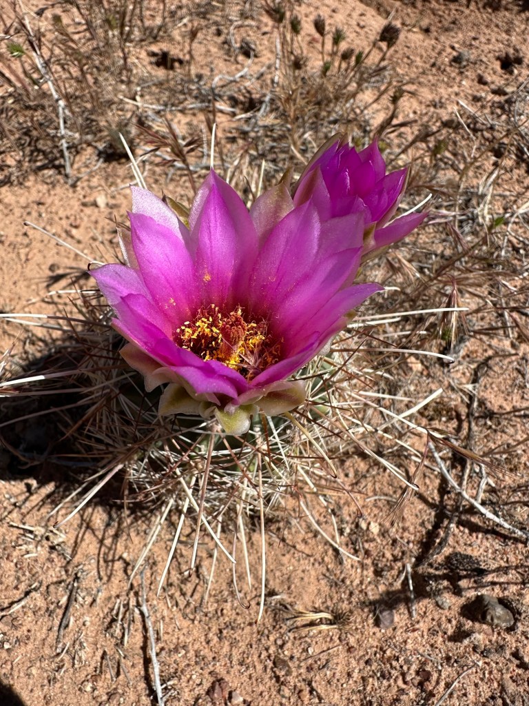 Cactus flowers in Moab, Utah. Picture by Happy Vegan Campers.