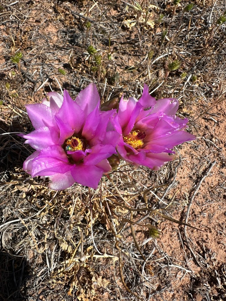 Cactus flowers in Moab, Utah. Picture by Happy Vegan Campers.