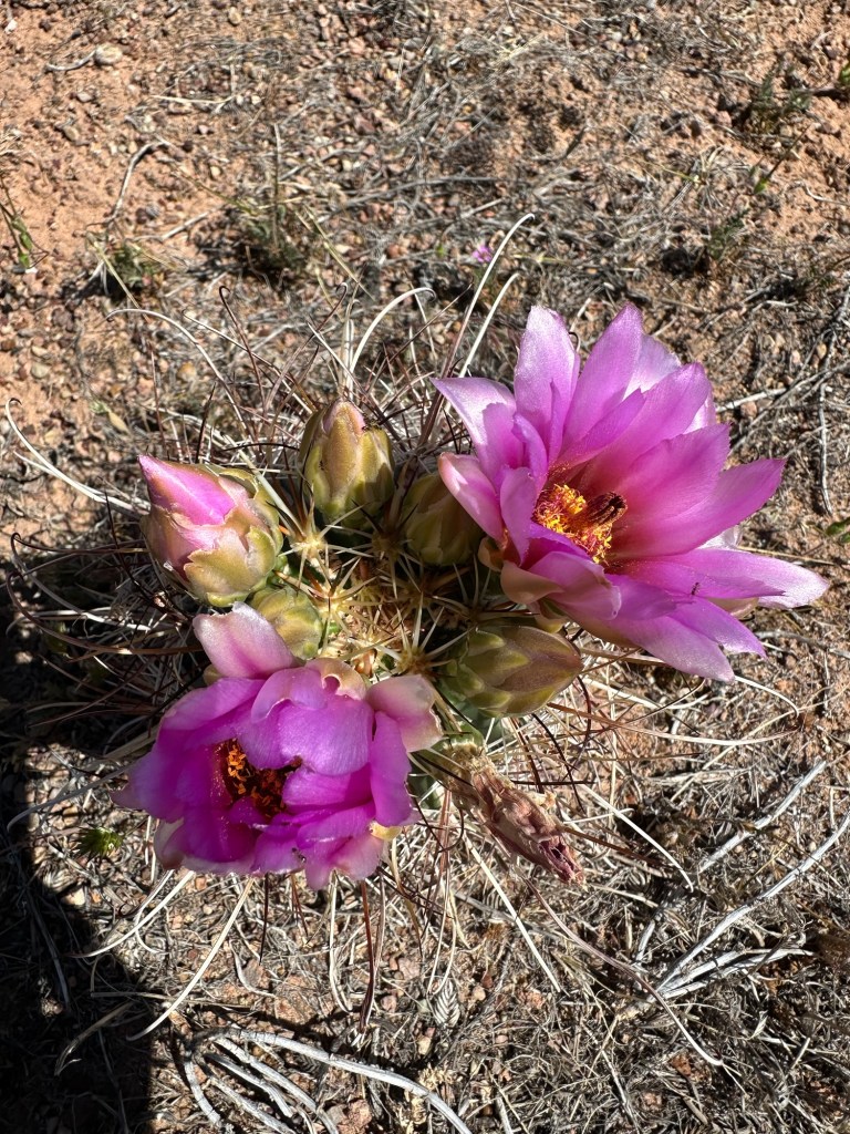 Cactus flowers in Moab, Utah. Picture by Happy Vegan Campers.