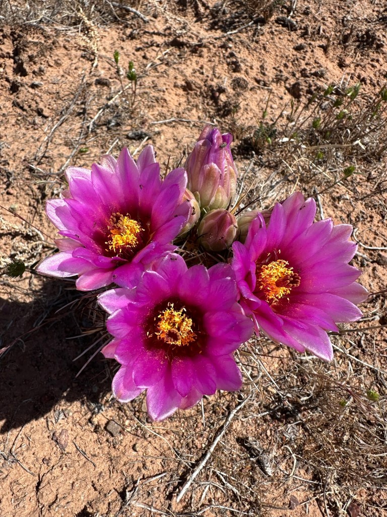 Cactus flowers in Moab, Utah. Picture by Happy Vegan Campers.