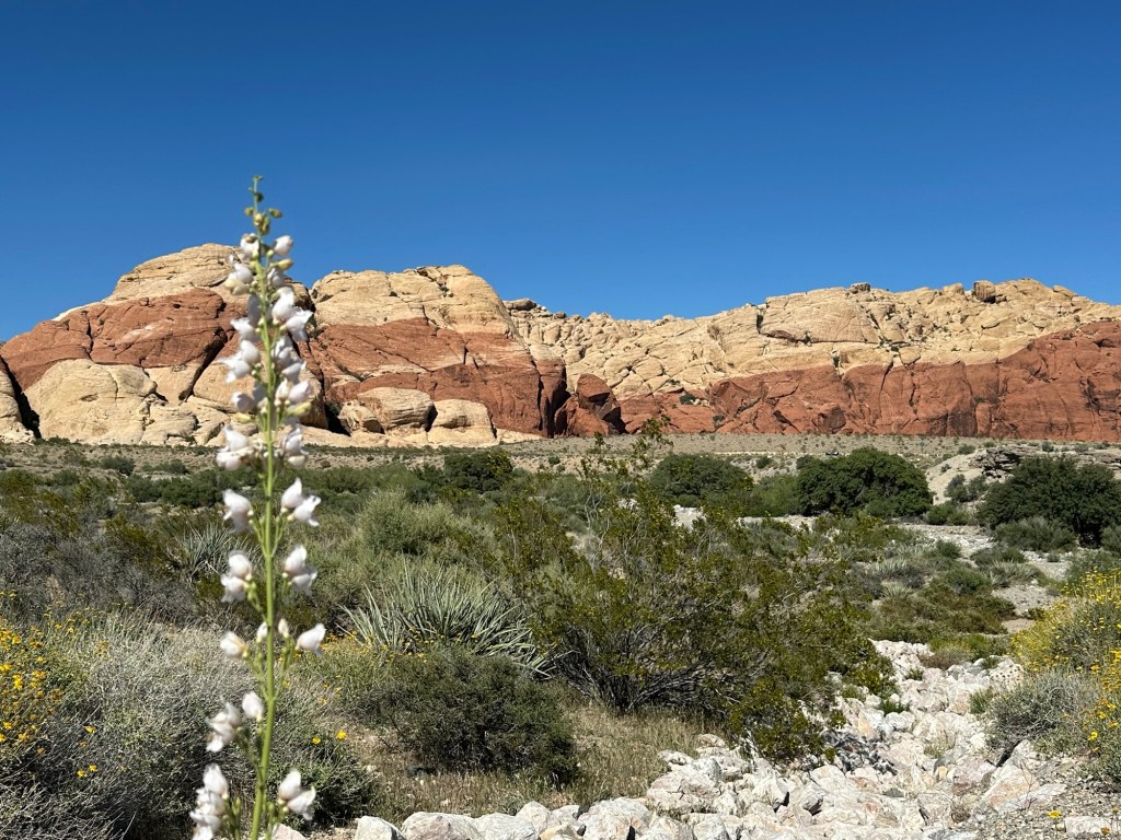Red Rock Canyon National Conservation Area in Las Vegas, Nevada. Picture by Happy Vegan Campers.