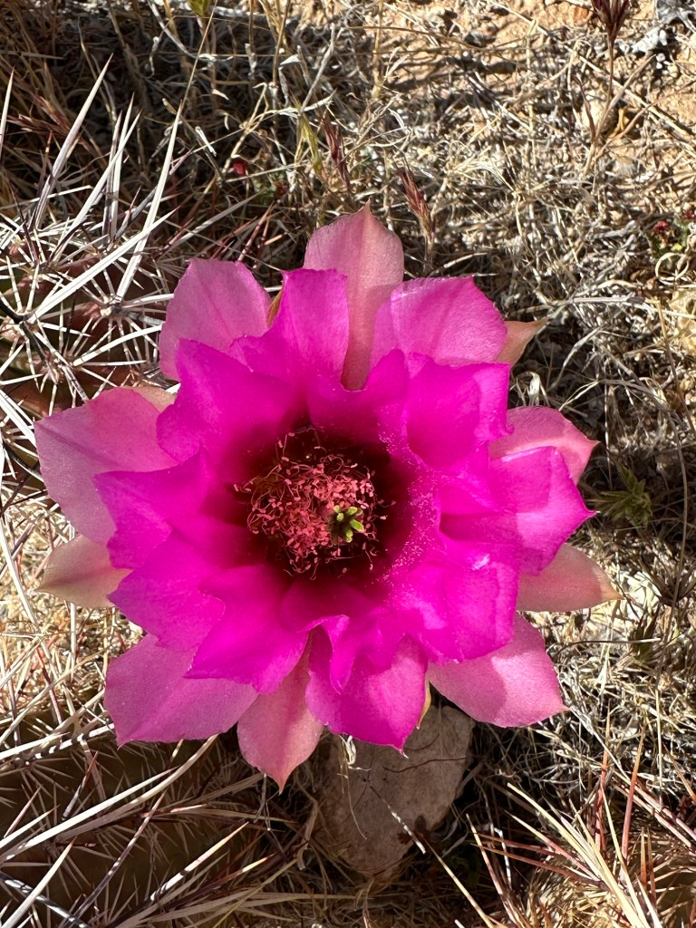Red Rock Canyon National Conservation Area in Las Vegas, Nevada. Picture by Happy Vegan Campers.