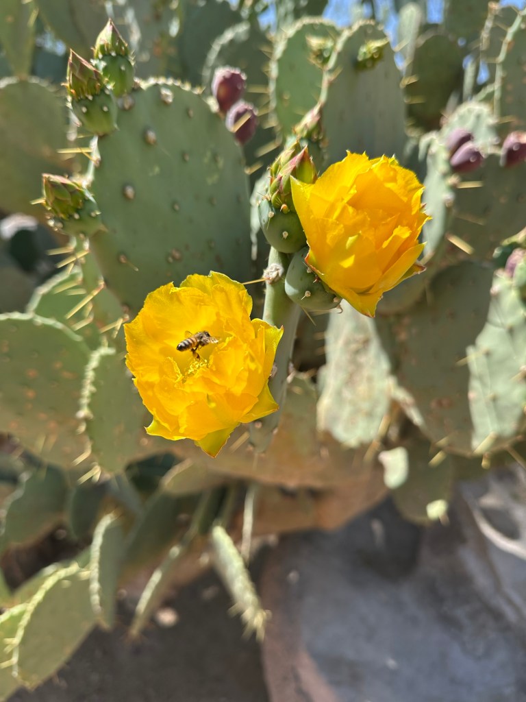 Ethel M Botanical Cactus Garden in Las Vegas, Nevada. Picture by Happy Vegan Campers.