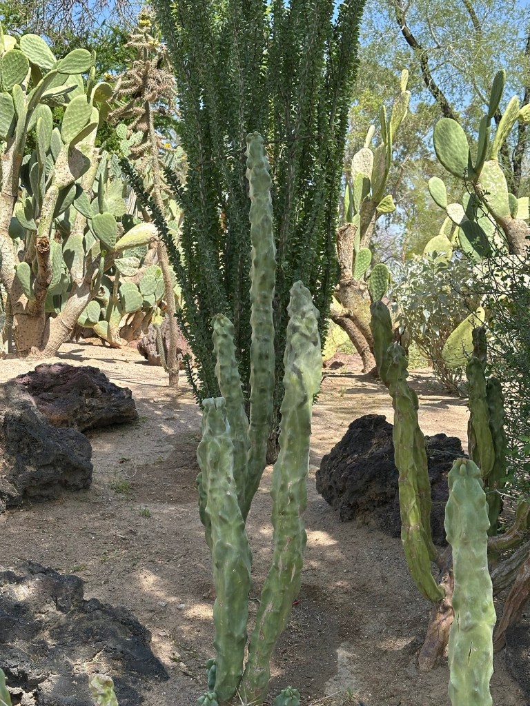 Ethel M Botanical Cactus Garden in Las Vegas, Nevada. Picture by Happy Vegan Campers.