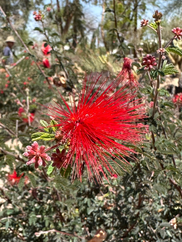 Ethel M Botanical Cactus Garden in Las Vegas, Nevada. Picture by Happy Vegan Campers.