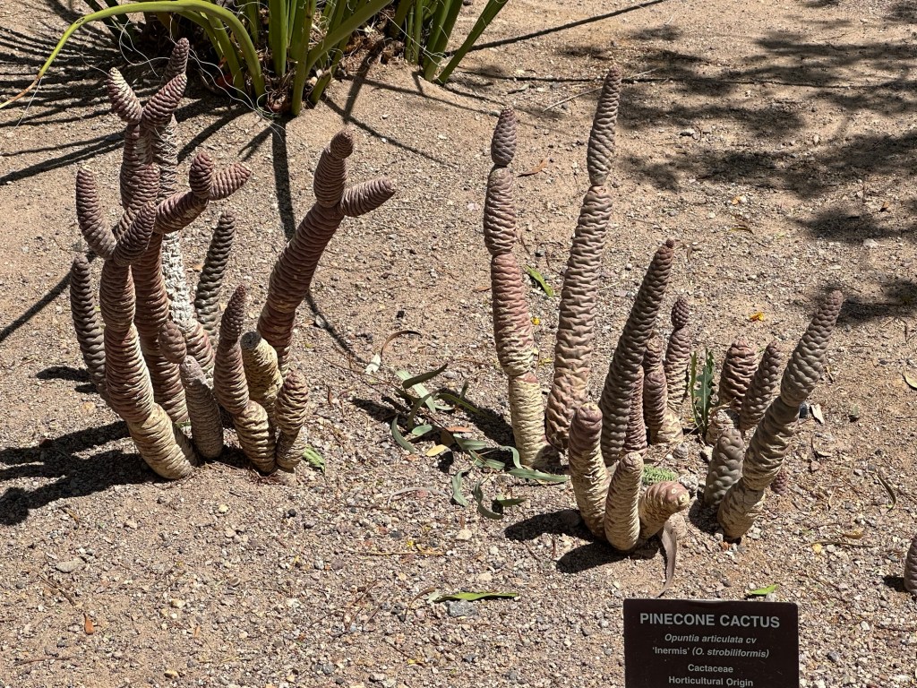 Ethel M Botanical Cactus Garden in Las Vegas, Nevada. Picture by Happy Vegan Campers.
