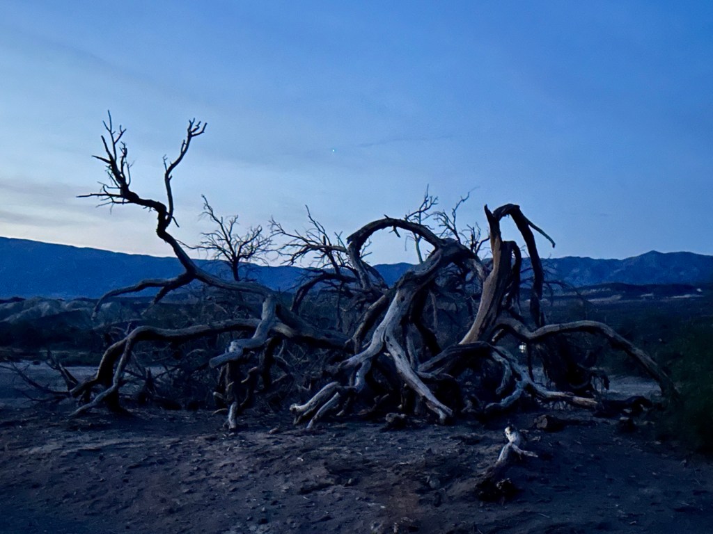 Dead trees at Furnace Creek Campground in Death Valley National Park in Furnace Creek, California. Picture by Happy Vegan Campers.