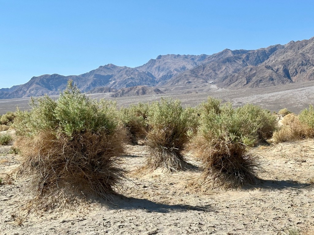 Devil's Cornfield in Death Valley National Park, California. Picture by Happy Vegan Campers.