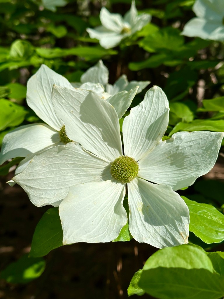 Dogwood flower in Yosemite National Park, California. Picture by Happy Vegan Campers.