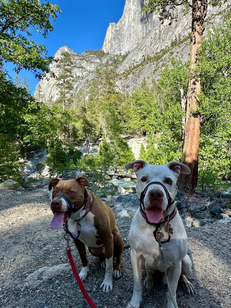 Peter and Marcel in Yosemite National Park, California. Picture by Happy Vegan Campers.