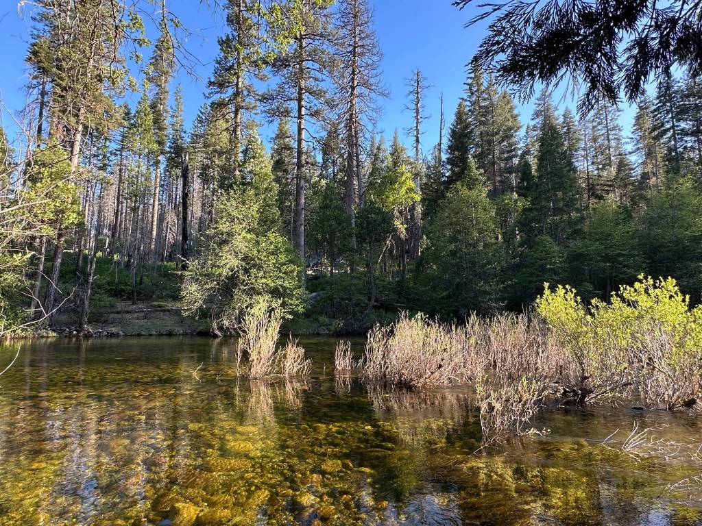 River by Wawona Campground in Yosemite National Park, California. Picture by Happy Vegan Campers.
