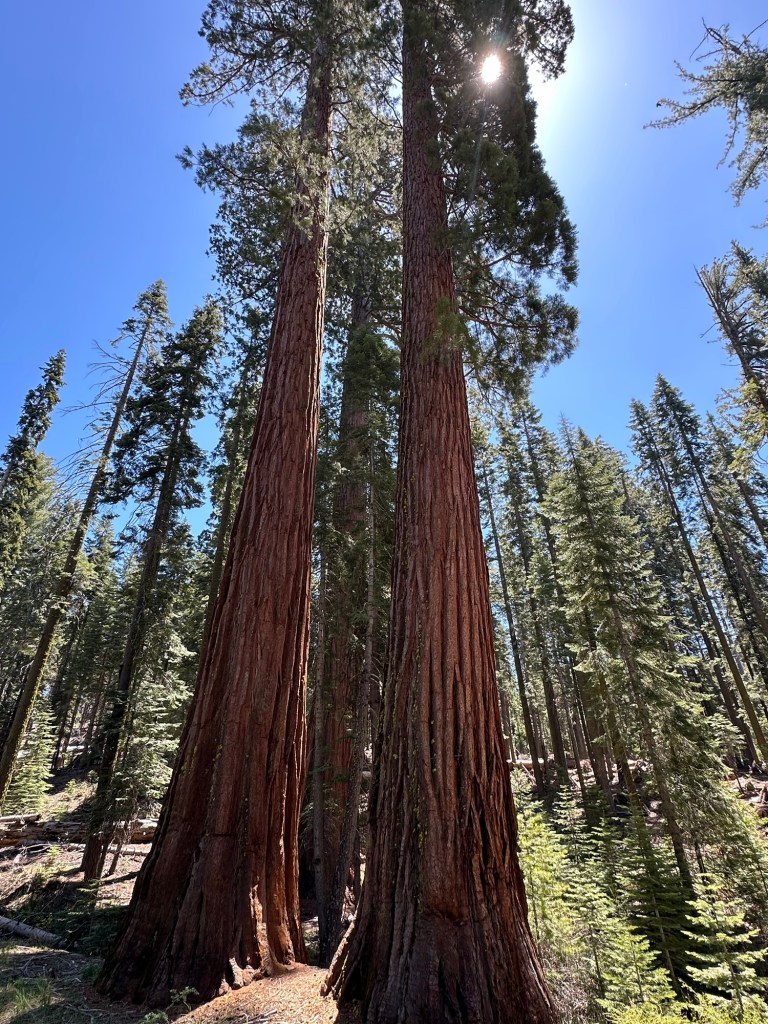 Mariposa Grove in Yosemite National Park, California. Picture by Happy Vegan Campers.