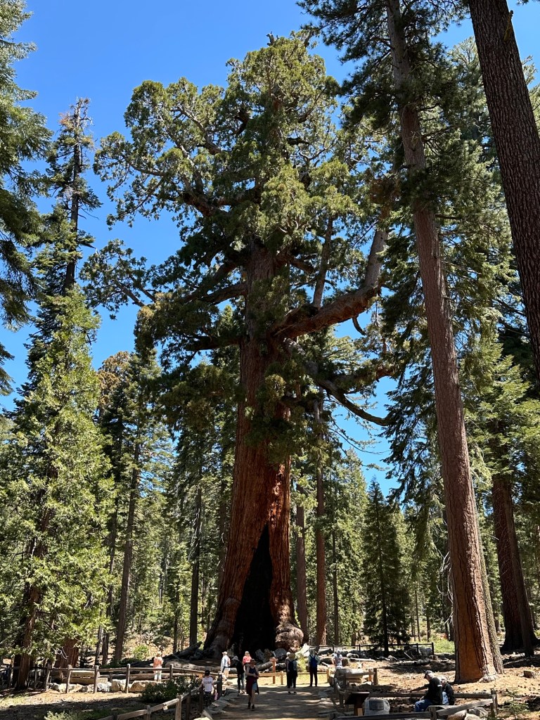 Mariposa Grove in Yosemite National Park, California. Picture by Happy Vegan Campers.