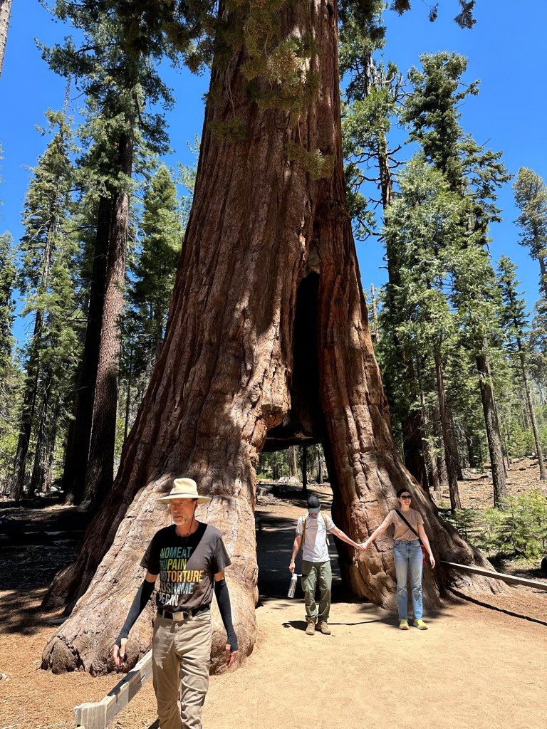 Daniel and Mariposa Grove at California Tunnel Tree in Yosemite National Park, California. Picture by Happy Vegan Campers.
