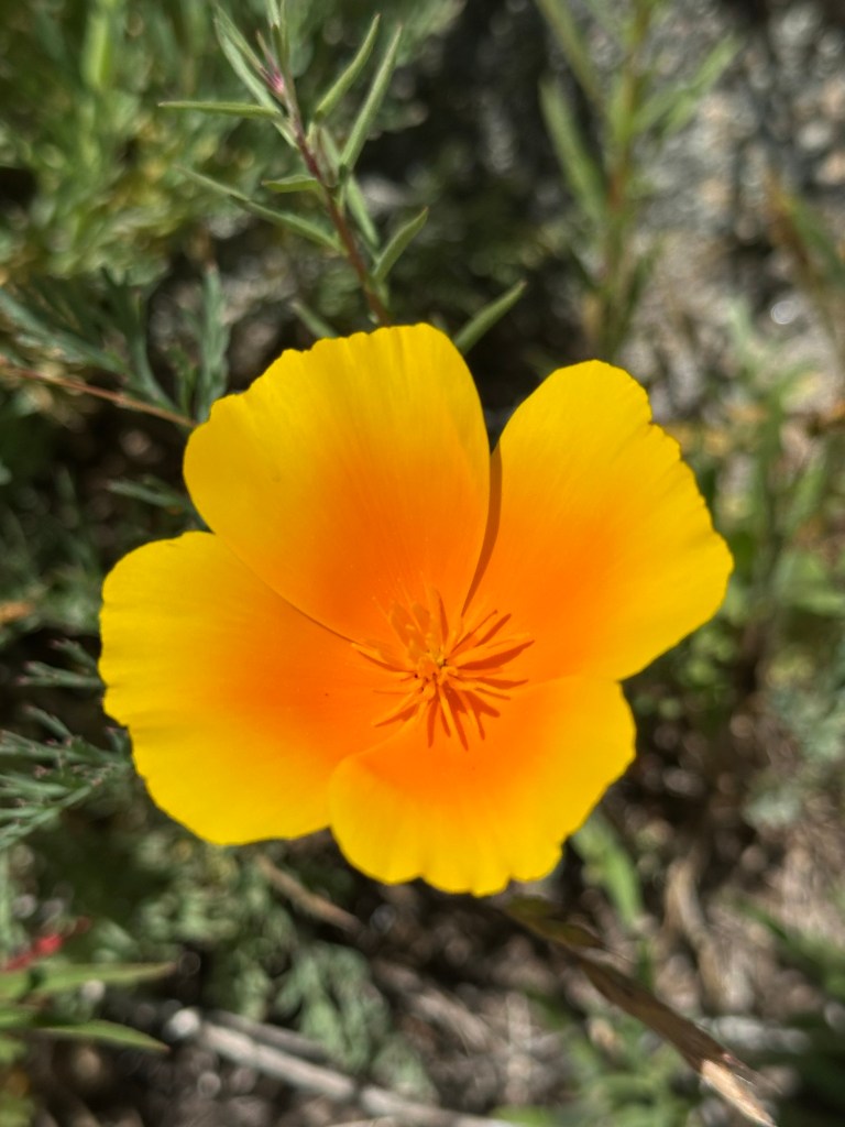 Flowers in Yosemite National Park, California. Picture by Happy Vegan Campers.