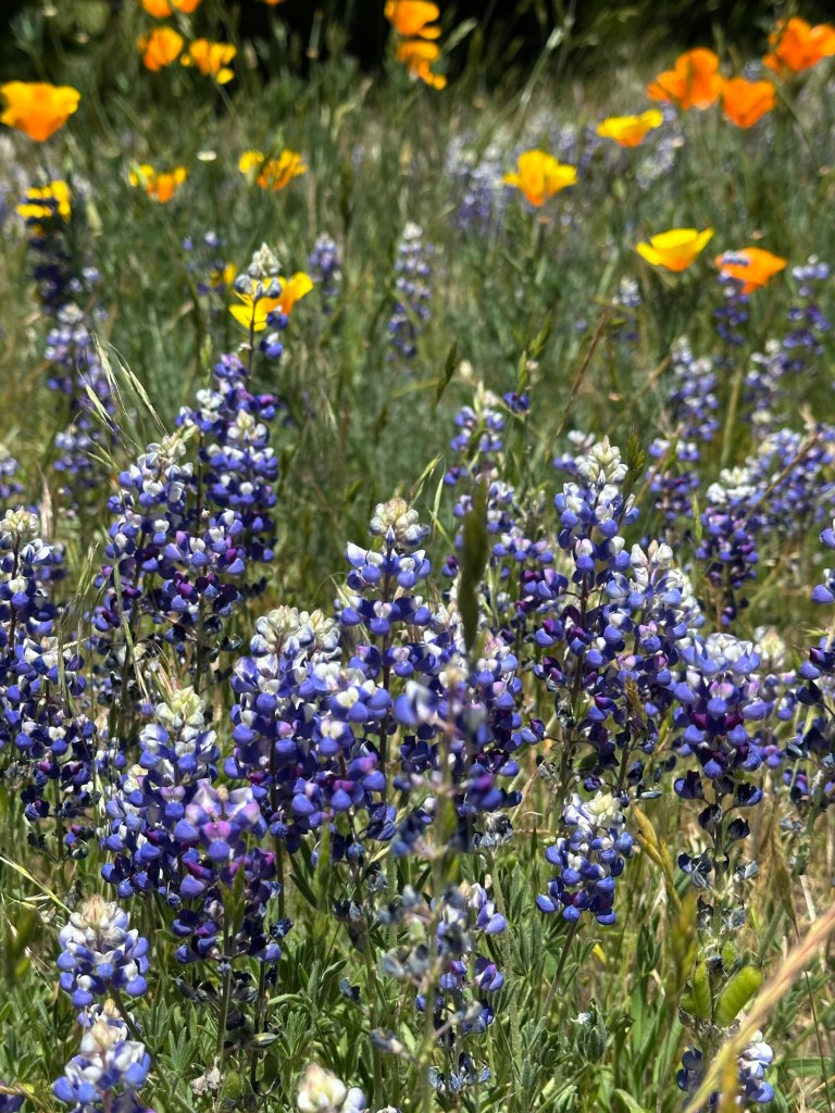 Flowers in Yosemite National Park, California. Picture by Happy Vegan Campers.