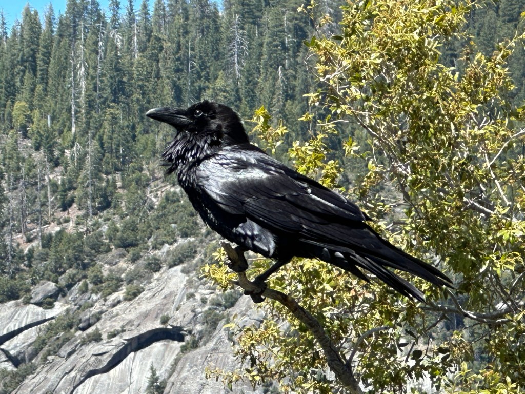 Raven in Yosemite National Park, California. Picture by Happy Vegan Campers.