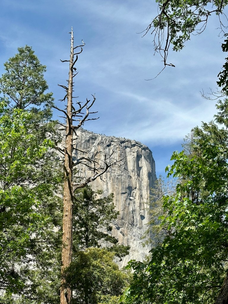 Yosemite National Park, California. Picture by Happy Vegan Campers.