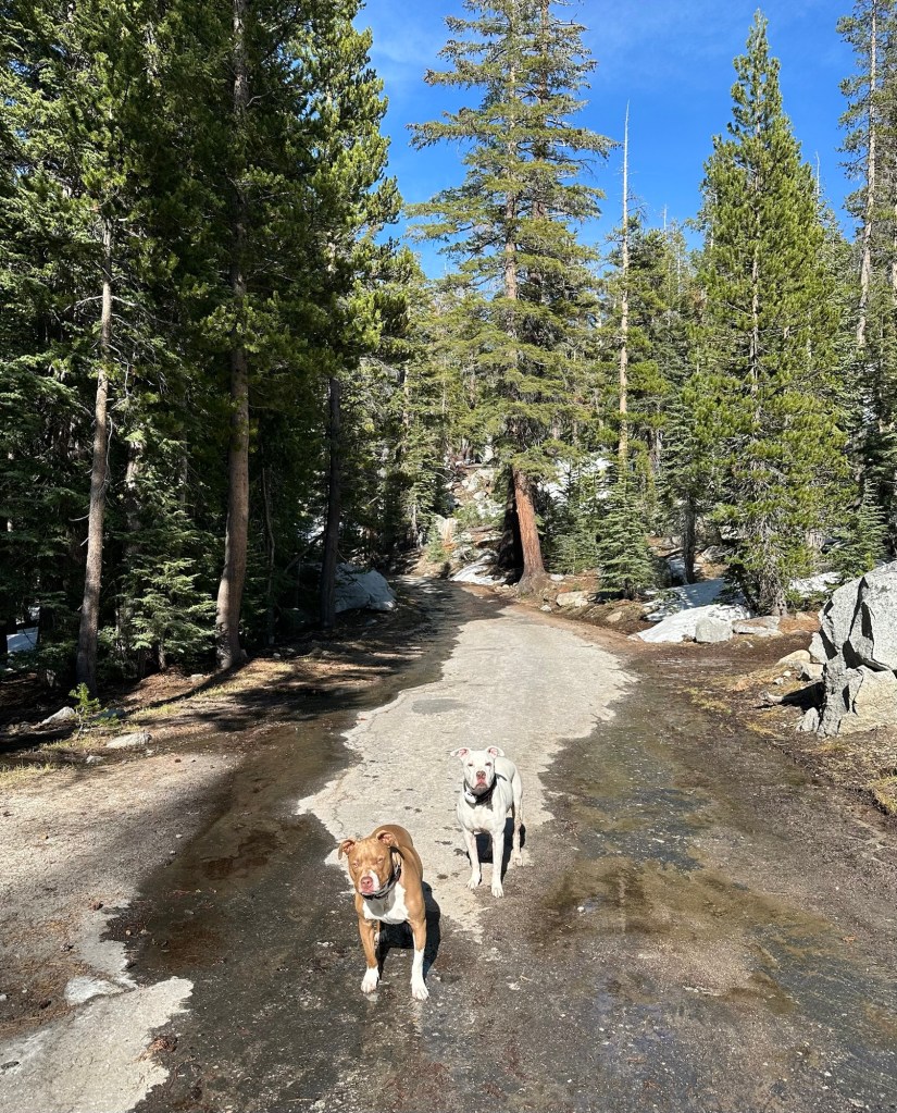 Peter and Marcel in Yosemite National Park, California. Picture by Happy Vegan Campers.