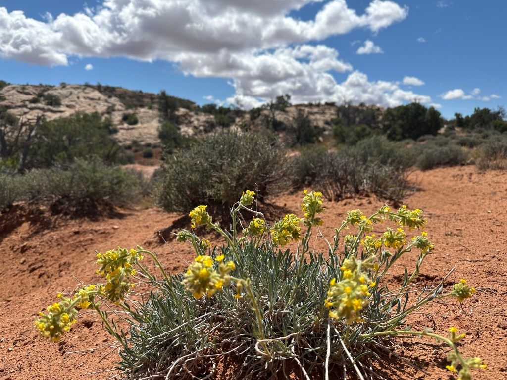 Canyonland National Park in Moab, Utah. Picture by Happy Vegan Campers.