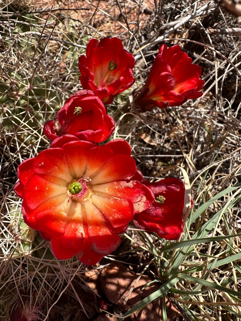 Cactus flowers at Canyonland National Park in Moab, Utah. Picture by Happy Vegan Campers.