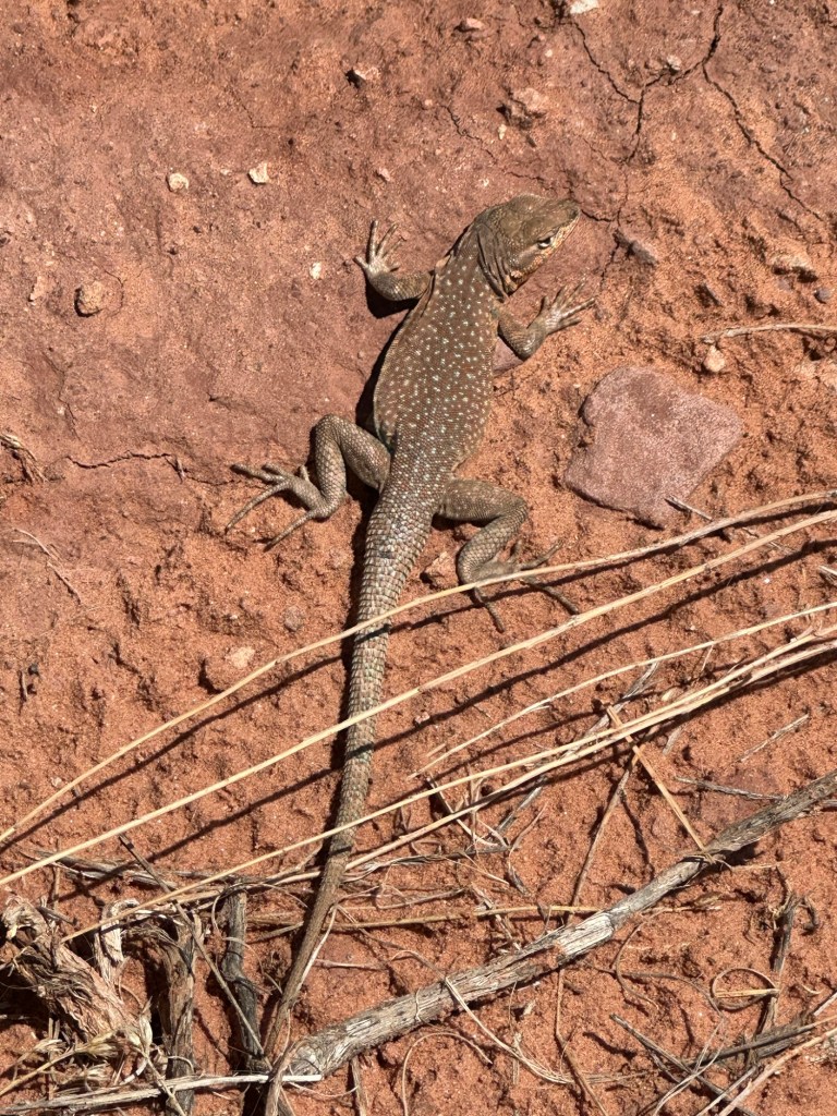 Lizard at Canyonland National Park in Moab, Utah. Picture by Happy Vegan Campers.