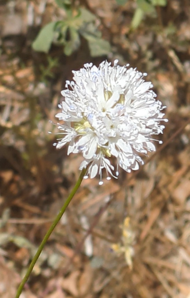 Flowers in Yosemite National Park, California. Picture by Happy Vegan Campers.