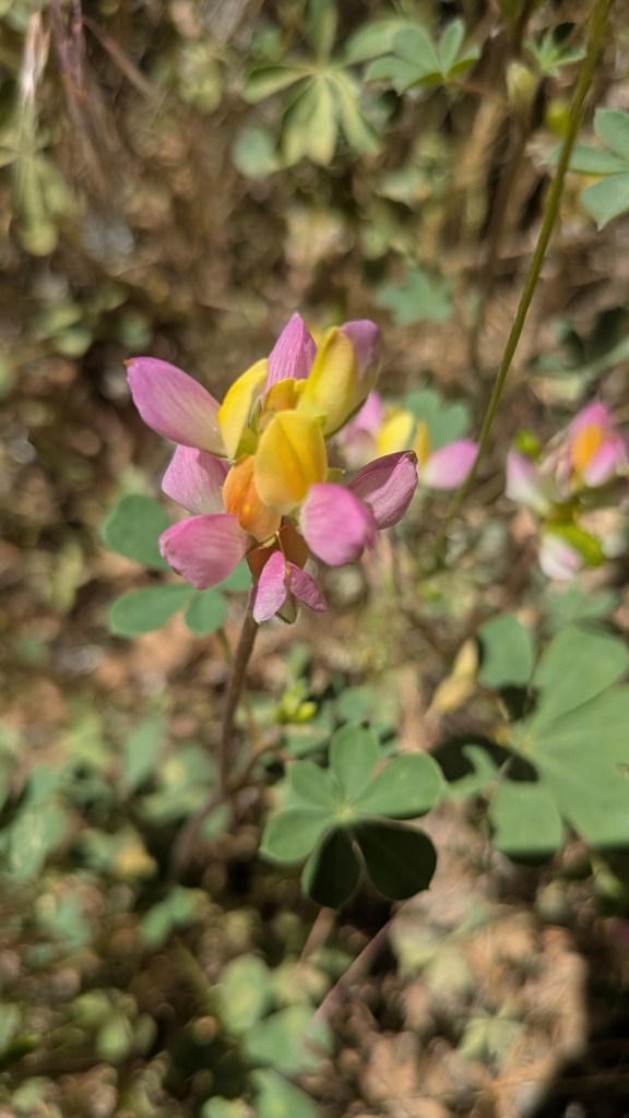 Flowers in Yosemite National Park, California. Picture by Happy Vegan Campers.