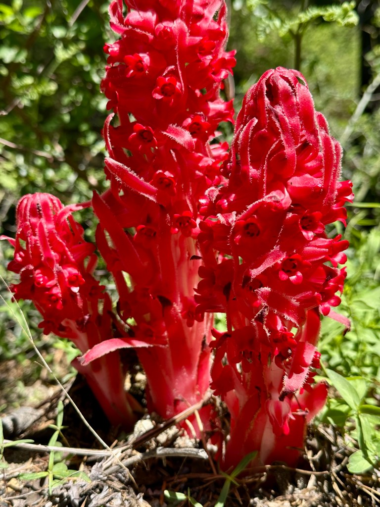 Snow Plant in Yosemite National Park, California. Picture by Happy Vegan Campers.