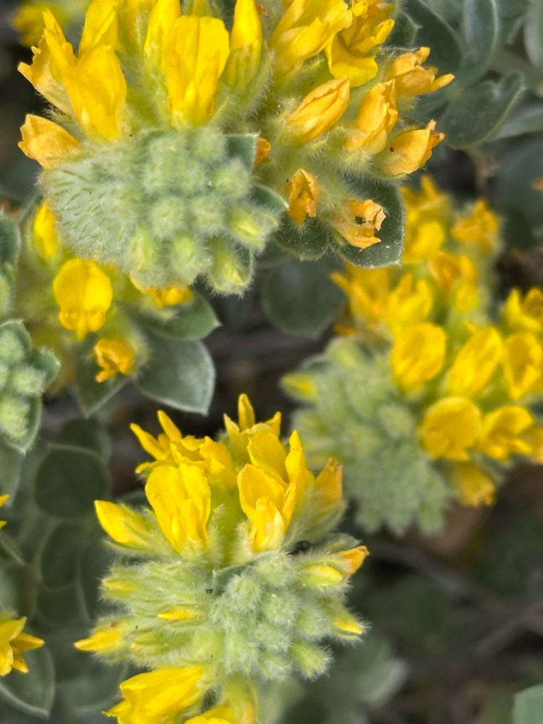 Flowers in Yosemite National Park, California. Picture by Happy Vegan Campers.