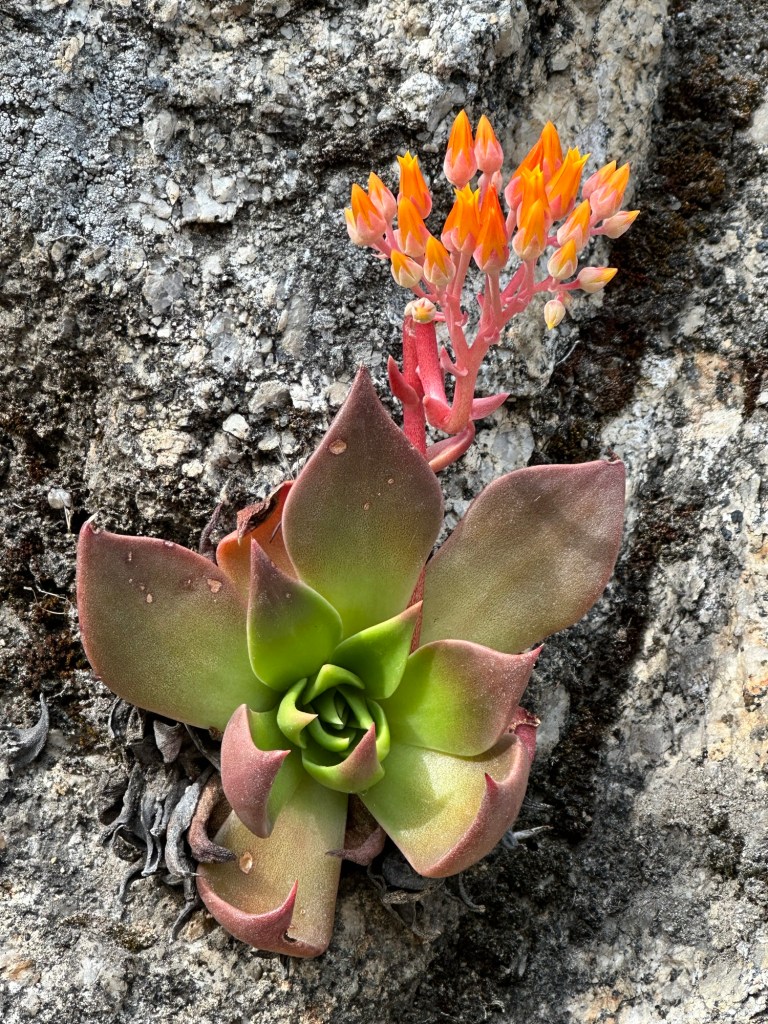 Flowers in Yosemite National Park, California. Picture by Happy Vegan Campers.