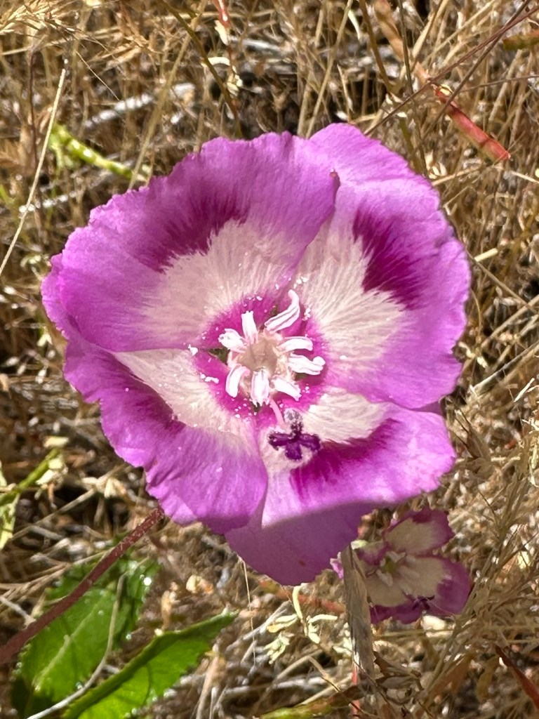 Flower near Hetch Hetchy Reservoir in Yosemite National Park, California. Picture by Happy Vegan Campers.