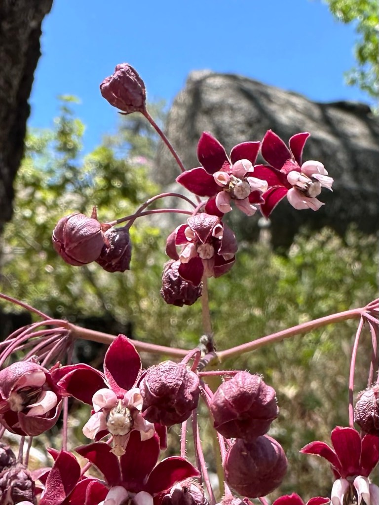 Flowers near Hetch Hetchy Reservoir in Yosemite National Park, California. Picture by Happy Vegan Campers.