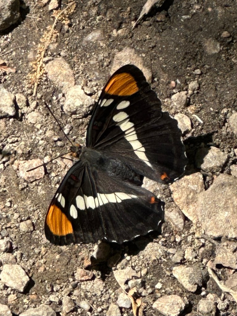 Butterfly at Hetch Hetchy Reservoir in Yosemite National Park, California. Picture by Happy Vegan Campers.